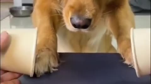 Baby Dogs - Cute and Funny Dog Video 🐶