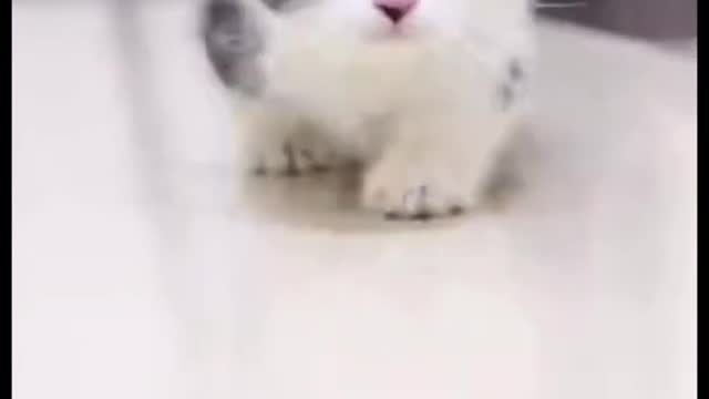 Cute cat moment 🐈🐈😾😾