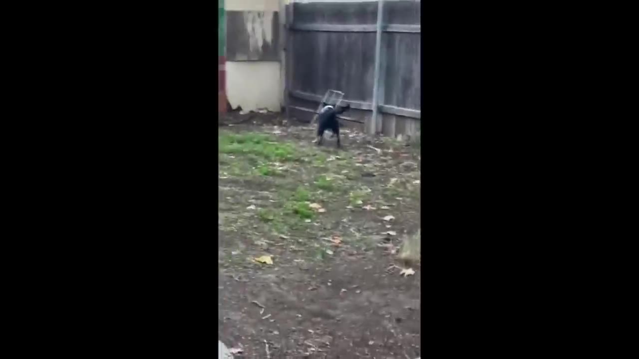 Funniest Cats And Dogs Videos 😁 - Best Funny Animal Videos 2024 🥰#1