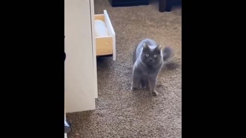 Intruging Cat Videos to make you week --28