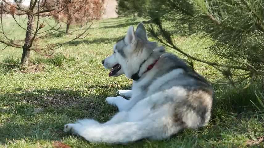 The longing for life should be accompanied by pets