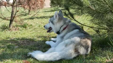 The longing for life should be accompanied by pets