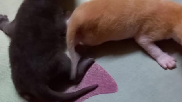 funny cat video | animals cat and dog video | baby cats video |