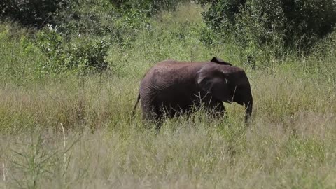 baby elephant