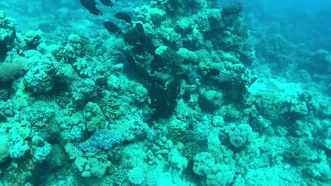 See How A School of Damsel Fish Foraging For Food - No Sound