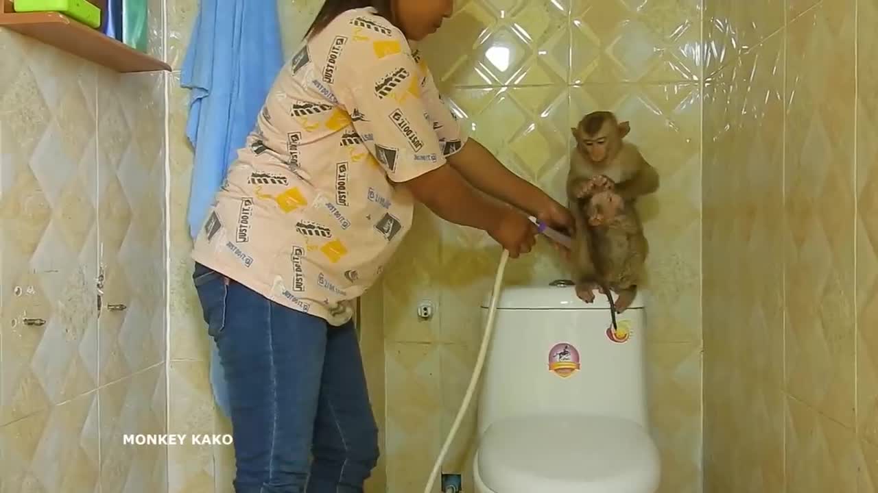 adorable monkey video