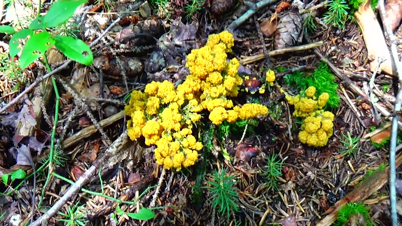 Dog Vomit Slime Mold