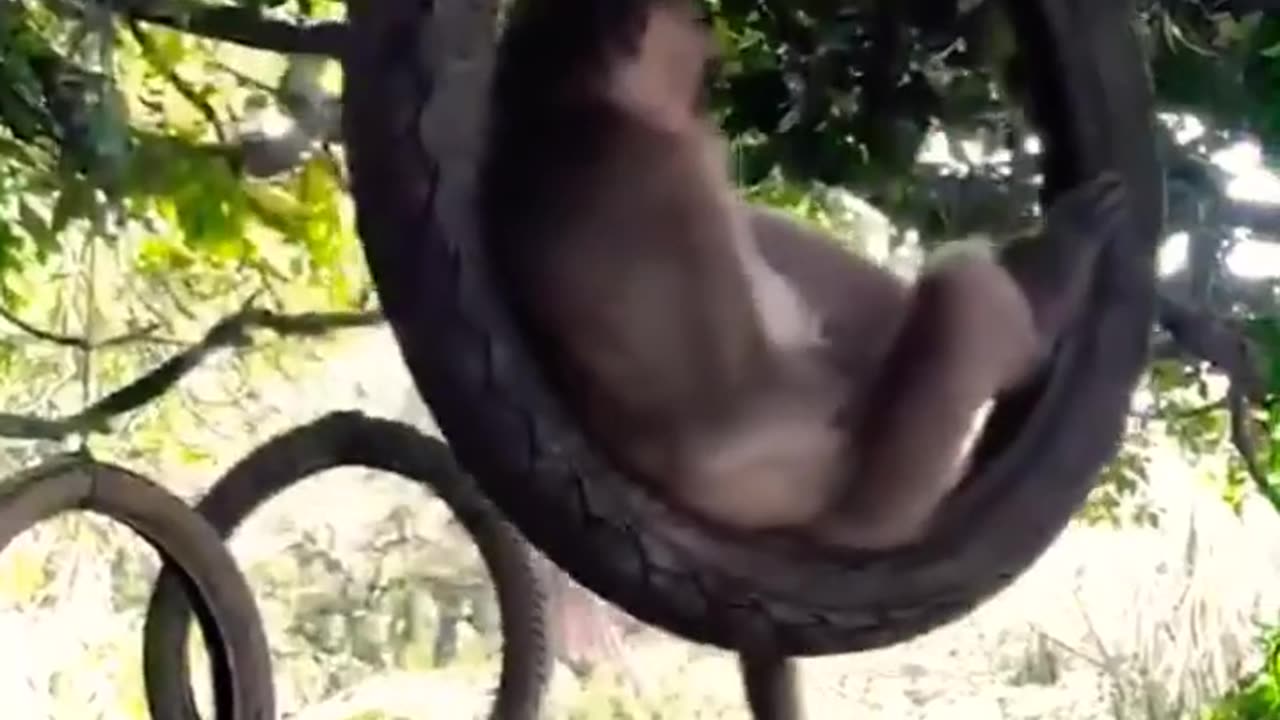 Funny monkey