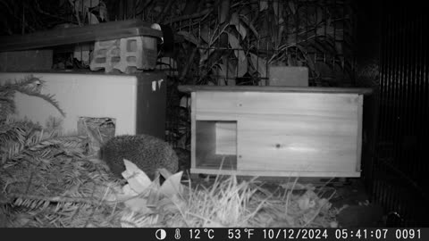 Time for bed for the hedgehog - Zeit zum Schlafen für den kleinen Igel