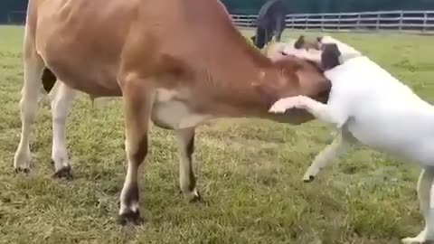 Best friends dog and cow