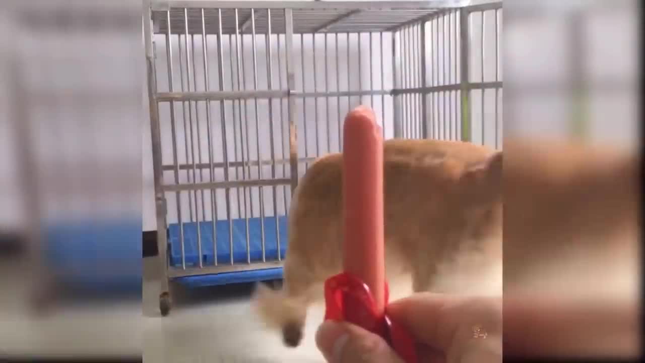 Dog funny video