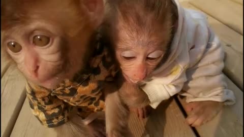 Two cute little baboons are playing