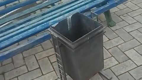 Dove in a trash can