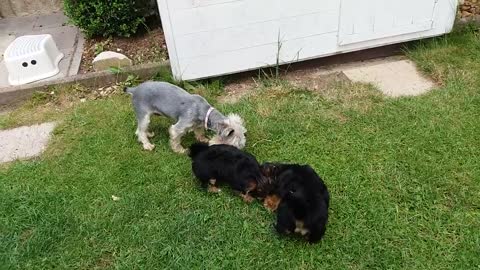 Yorkshire terrier puppies - Jorkšírský teriér štěňata