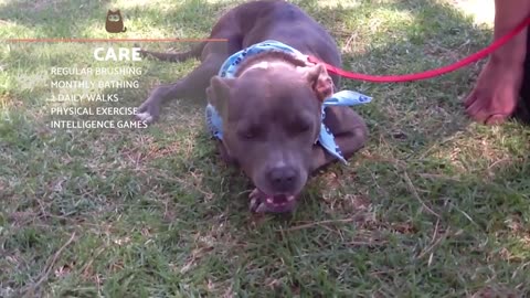 American Pit Bull Terrier - Characteristics and Care AnimalWised