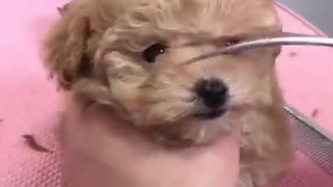 Awww Cute puppy video♡