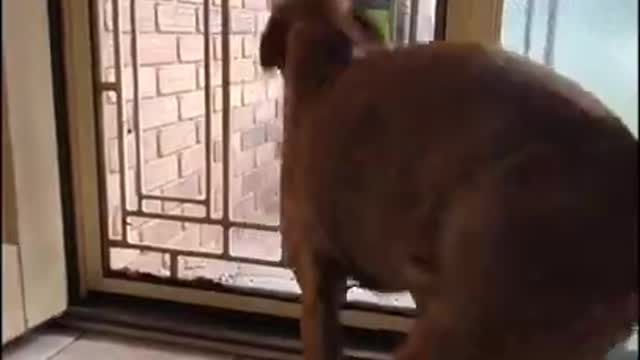 Dog Gets Super Excided 😆 wiggle!!! wiggle!! wiggle!!!