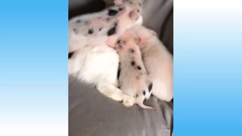 funny cat videos of the week