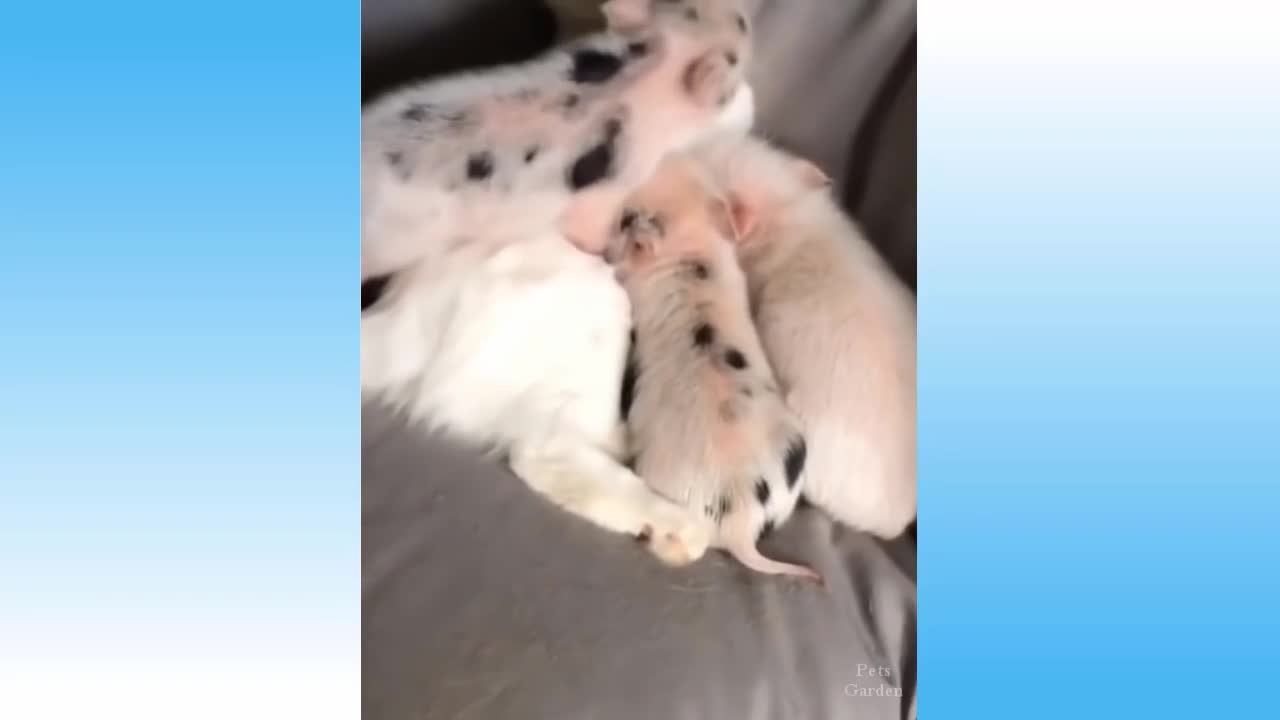 funny cat videos of the week