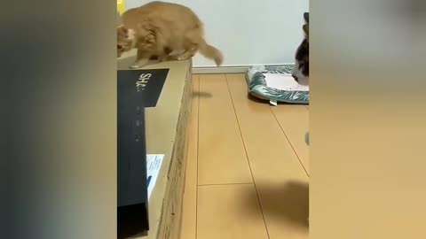 Funny Shocked Cat