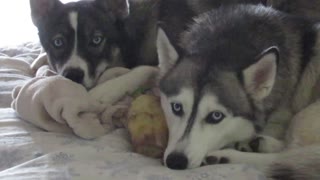 Husky Upset Sister Has A Bone