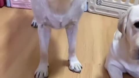 You will get STOMACH ACHE FROM LAUGHING SO HARD🐶Funny Dog Videos