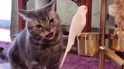 What’s the cat thinking? 🤔🧐
