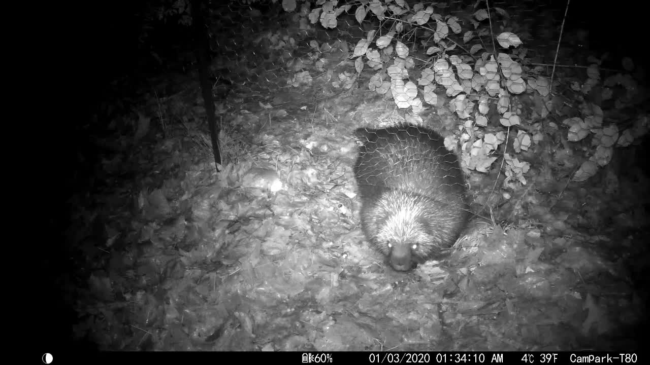 The critters sneaking under the hole in the chicken wired fence they made