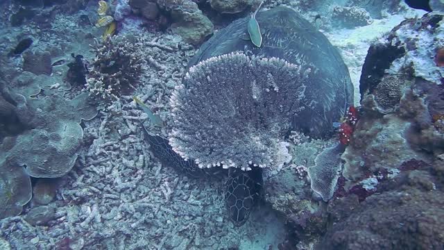 Beautiful view under the sea you will like the colours