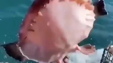 This is a beautiful and charming water-dwelling species