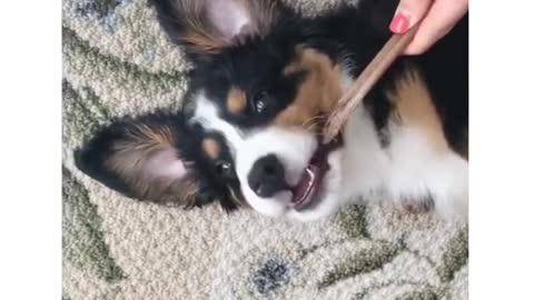 Dog laying down chewing on brown treat