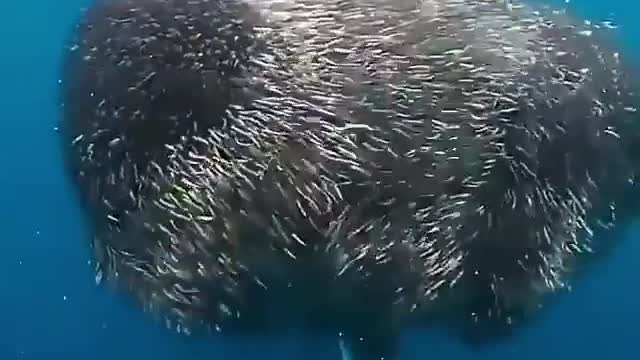 "Shimmers and sharks on the ningaloo reef. This place never fails to impress!"