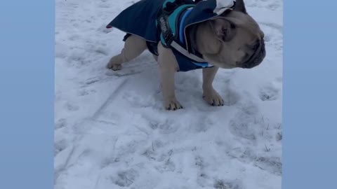 Let's go to for ride, dog 🐶 lover short video.
