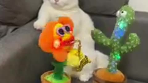 Funny cat video🤪