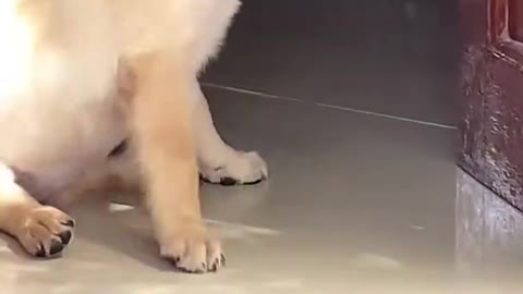Cute puppy training || short video