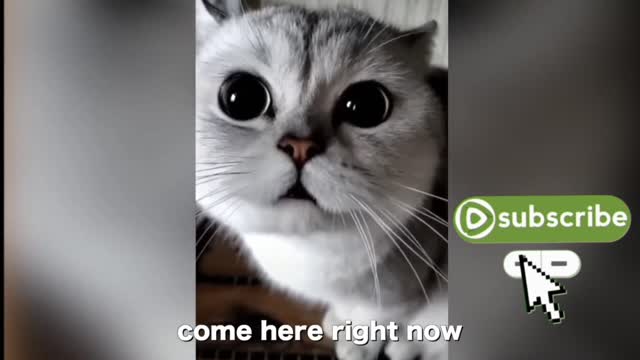 Cute cat trying to talk