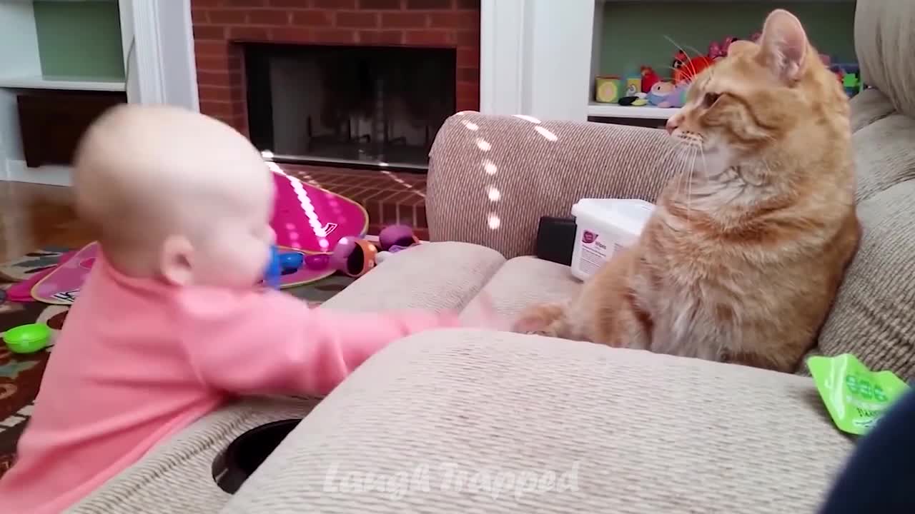 Cat fat with babys