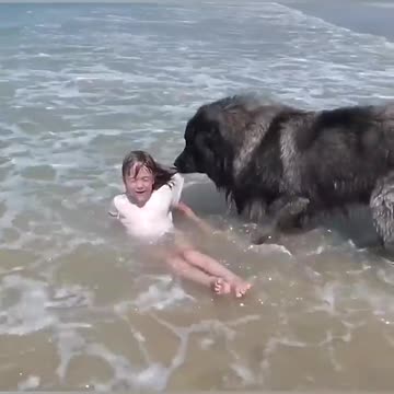 Amazing dog rescues a little girl in ocean