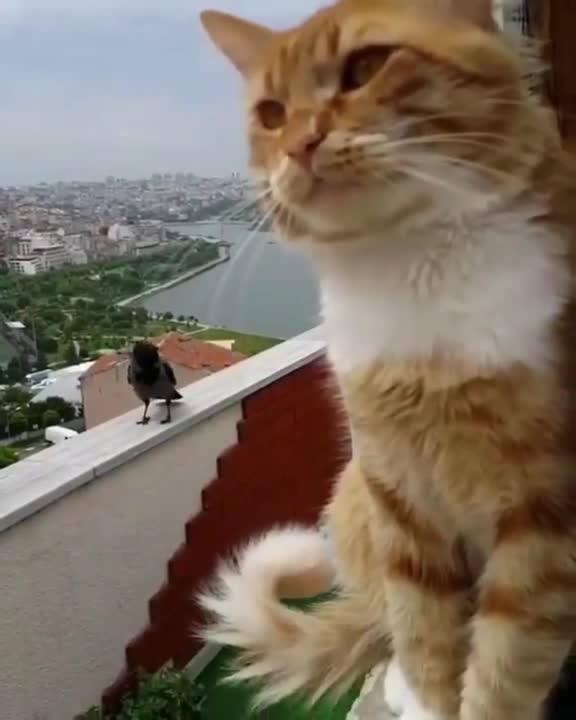 The cat and the crow have a funny fight, as if they are a married couple