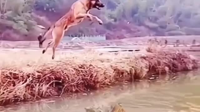 Dog vs Tiger