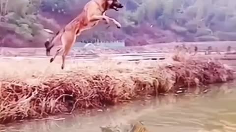 Dog vs Tiger