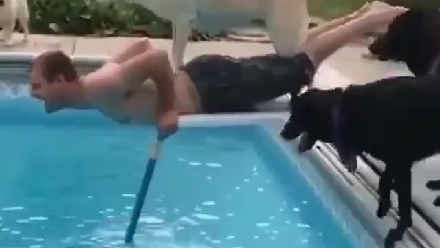 The Funny Dog clip