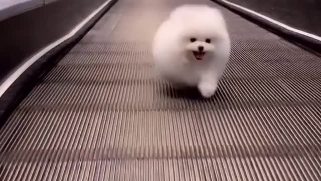 Cute baby puppy video like