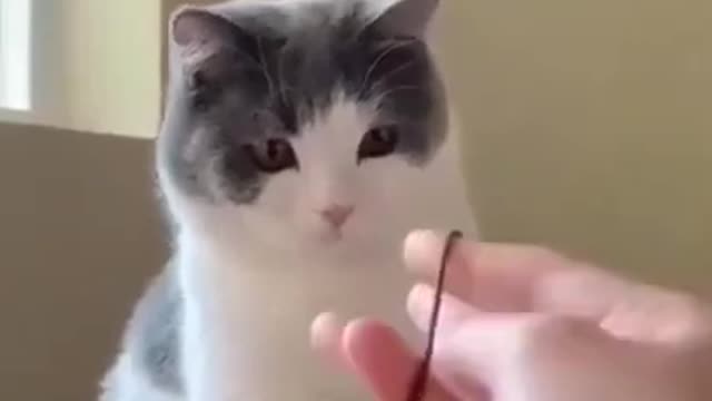 Cute Cat Videos 5