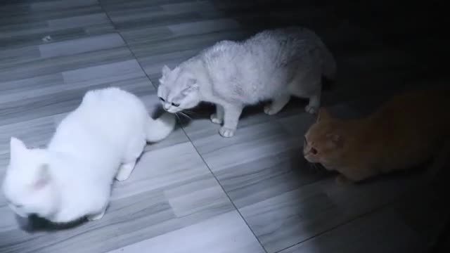 kitten
