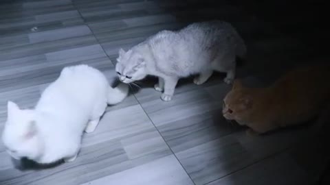kitten