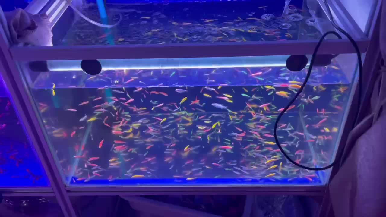beautiful fish