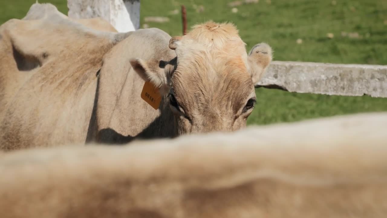 Closeup Of Cow Face In Farm Livestock In Ranch