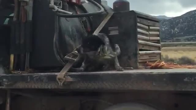 Terrified Dog Rides on Truck Bed Down the Highway