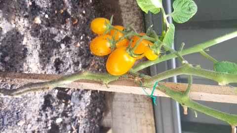 Tomatoes day 12
